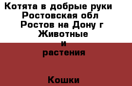 Котята в добрые руки  - Ростовская обл., Ростов-на-Дону г. Животные и растения » Кошки   . Ростовская обл.,Ростов-на-Дону г.